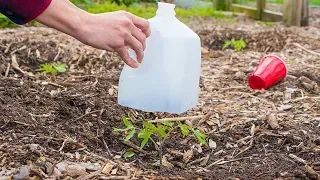 5 mistakes when growing seedlings and transplanting