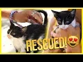 i rescued a kitten in Mexico