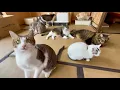 Download Lagu A Hotel With 80 Cats?! Inside Japan’s Cat Rescue Inn With Hot Springs \u0026 1,000 Cats Rescued