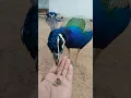 Lagu Beautiful peacock 🦚 /mor status video #shorts #peacock #Indian national bird