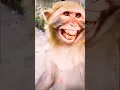 Download Lagu cute bandar #instagram #tiktok #status #funny #facebook #foryou