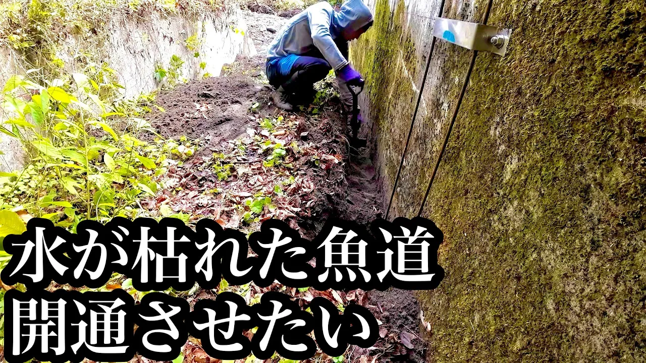 【魚道開通】水が枯れ果てた魚道をなんとかしたい【開通未遂】