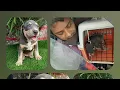 Download Lagu American Pitbull Exotic tri colour ||Imported type quality ||@Malikkennel #pitbull #americanpitbull