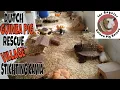 Download Lagu Saskia Visits Stichting Cavia Guinea Pig Village in the Netherlands