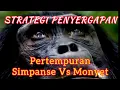 Download Lagu PERTEMPURAN SIMPANSE VS MONYET (@bayusamudrajember9885) #animals #viralvideo #hiburan