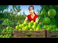Download Lagu Harvesting Tons of Guava - Selling at Countryside Market - Phuong Free Bushcraft