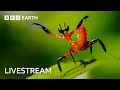 Download Lagu 🔴 LIVE: One Hour of Amazing Insect Moments | BBC Earth