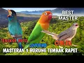 Download Lagu Masteran Tengkek buto sambung Lovebird ngekek sambung Ciblek full brenn ll MASTERAN MURAI BATU