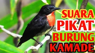  suara pikat burung kamade bara api