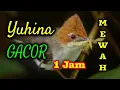 Download Lagu Yuhina gacor dor paling istimewah | Masteran yuhina gacor full 1 jam + suara air
