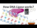 DNA Ligase How DNA Ligase works