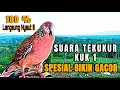 Download Lagu BURUNG TEKUKUR DIRUMAH PASTI IKUT BERBUNYI MENDENGAR PANCINGAN INI || PANCINGAN TEKUKUR KUK 1