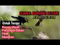 Download Lagu SUARA BURUNG DI HUTAN UNTUK BURUNG MACET MALAS BUNYI - kombinasi semua suara burung