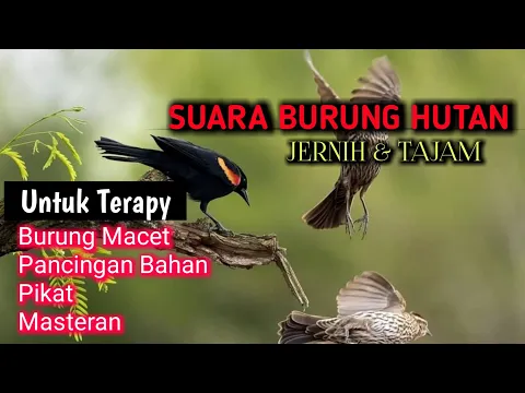 Download MP3 SUARA BURUNG DI HUTAN UNTUK BURUNG MACET MALAS BUNYI - kombinasi semua suara burung
