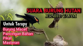 suara burung di hutan untuk burung macet malas bunyi kombinasi semua suara burung