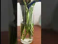 Download Lagu Florist Tips To Keep Flowers Fresh