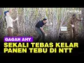 Download Lagu Gaya Keren AHY Berkaca Mata Hitam Panen Tebu di NTT, Batang Sekali Tebas Kelar