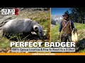 100 Spawn PERFECT BADGER PELT 2 - Perfect RDR2 Hunting
