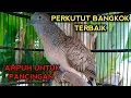 Download Lagu PERKUTUT BANGKOK GACOR SUARA TERBAIK PALING AMPUH UNTUK PANCINGAN PERKUTUT BANGKOK DIRUMAH 