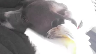 This is how gentle mypit
