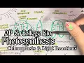 Photosynthesis Notes Chloroplasts the Light Reactions