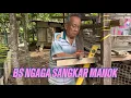 Download Lagu Apai Ngaga Sangkar Manok Ngena Timbang Ai😘🤭