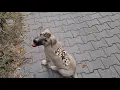 Removing Monster Mango worms From Helpless Dog Animal Rescue