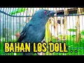 Download Lagu Srigunting abu abu gacor AMPUH buat PANCINGAN srigunting abu biar bunyi | burung srigunting gacor