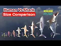Size Comparison Human Vs Shark