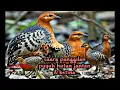 Download Lagu suara panggilan puyuh hutan jantan \u0026 betina‼️