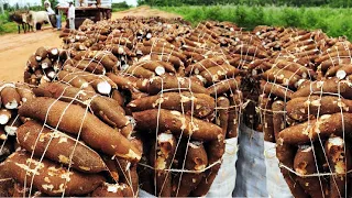 Download Awesome Agriculture Technology: Cassava Cultivation - Cassava Farm and Harvest - Cassava Processing MP3