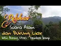 Download Lagu Kicau Burung Liar di Alam, Terapi burung stres, @kicaujemberchanel5370 @Langkir-l8n