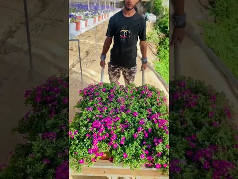 Amazing flowers.! Malaysian flowers gaden 😍 #shorts #viralvideo #flowers