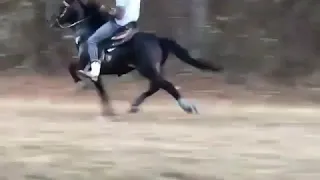 حصان يجري بسرعه خارقه دندنها