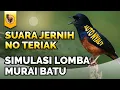 Download Lagu 1 Jam Nonstop TANPA TERIAKAN, SIMULASI LOMBA MURAI BATU GACOR BANYAK ISIAN MEWAH