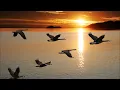 Wintertime by Steve Miller Band