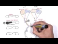 Visual Field Pathway and Defects