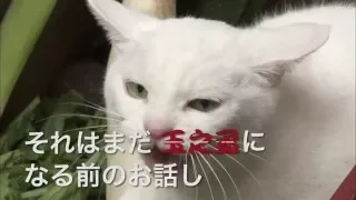 スペシャルドラマ「猫侍 玉之丞 江戸へ行く」番宣スポット②