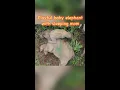 Baby elephant s playful moment with sleeping mom in Yunnan China