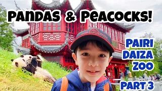 PAIRI DAIZA Part 3 Peacocks and Giant Pandas EnzoTVidz