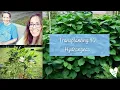 Transplanting 40 Hydrangeas in Autumn Northeast Ohio Zone6A VLOG