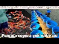 Download Lagu Koi harga bakaran‼️cocok banget untuk pemula‼️Review harga koi yang paling di nanti pemula