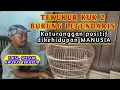 Download Lagu CARA MERAWAT TEKUKUR KUK 2 || DAN KATURANGGAN BAGI KEHIDUPAN MANUSIA