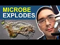 This microbe explodes