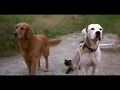 Download Lagu Hollywood movies Homeward bound 2 comedy sense Tamil