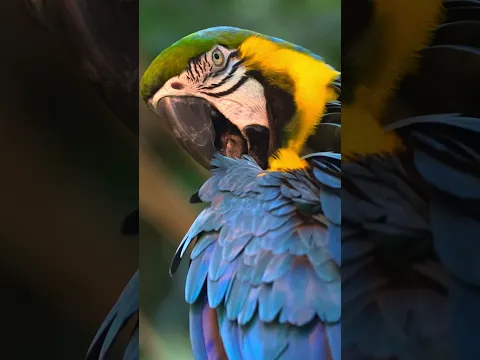 Self-Care Day for a Blue-and-Yellow Macaw 💛💙 #macaw #birdwatching #peacefulnature