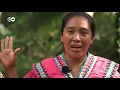 Panama: Cocoa growers protecting the jungle | Global Ideas