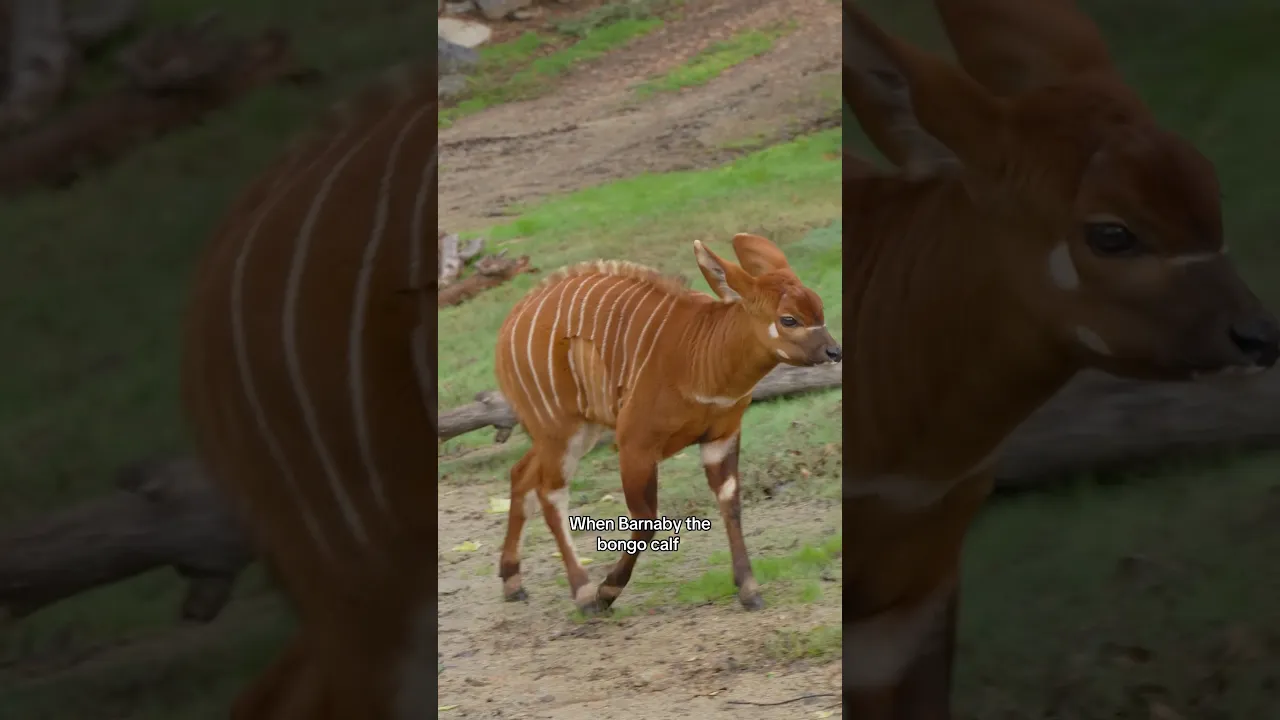 Baby Bongo Care