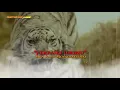 Download Lagu Story Keren || Macan Putih #story #kejawen #storywa #storymacanputih