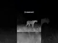 Download Lagu Bizarre sounds of a Wild Puma cat calling #shorts